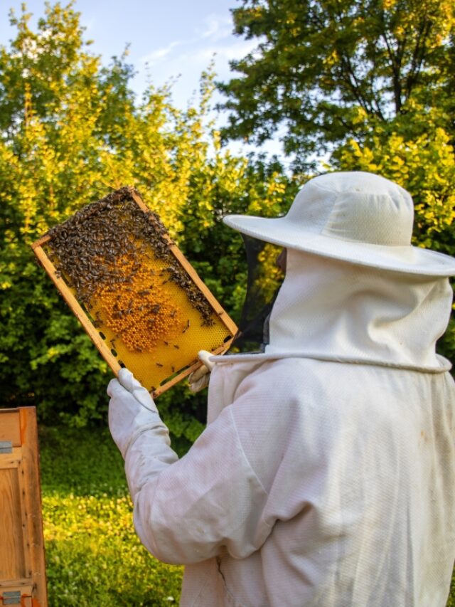 Beekeeping as a Business and Immigration Investment Opportunity: The Views of Ajay Kuriakose Jacobs